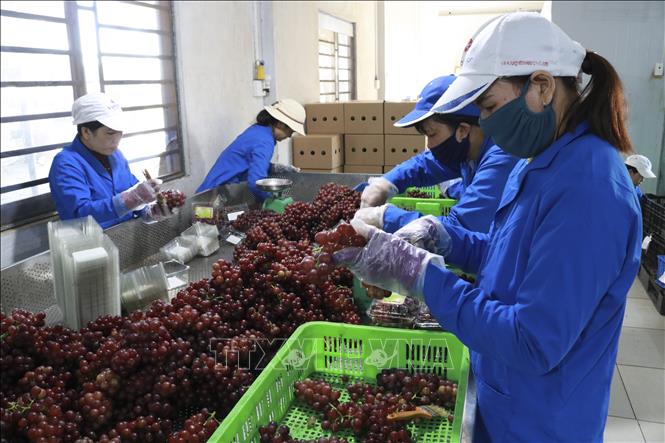 Trong ảnh: Sơ chế sản phẩm nho đỏ ăn tươi tại Trang trại nho Ba Mọi (xã Phước Thuận, huyện Ninh Phước). Ảnh: Nguyễn Thành – TTXVN