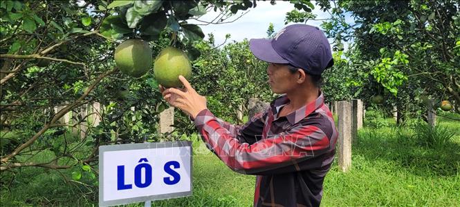 Trong ảnh: Trang trại bưởi da xanh rộng 50ha của gia đình ông Trương Văn Út, phường Hắc Dịch, thị xã Phú Mỹ đã trồng được 4 năm hoàn toàn theo tiêu chuẩn hữu cơ. Ảnh: Hoàng Nhị - TTXVN