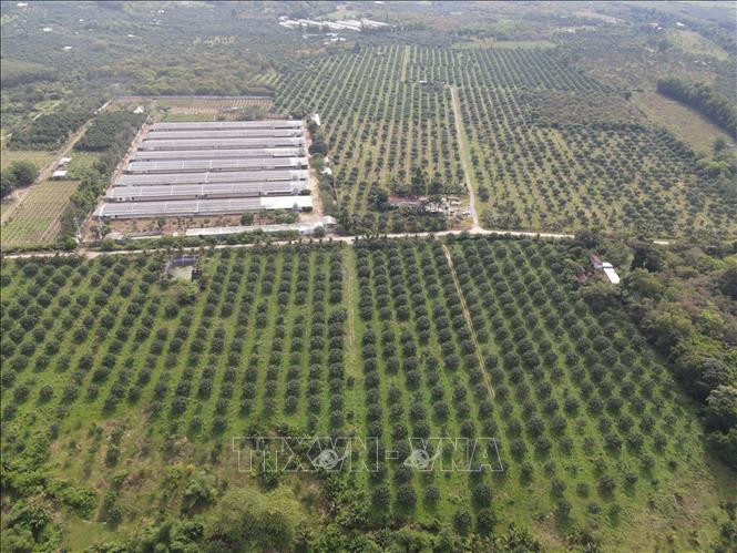 Trong ảnh: Trang trại bưởi da xanh rộng 50ha của gia đình ông Trương Văn Út, phường Hắc Dịch, thị xã Phú Mỹ trồng theo tiêu chuẩn hữu cơ, đã được cấp mã vùng trồng xuất khẩu đi Mỹ. Ảnh: Hoàng Nhị - TTXVN