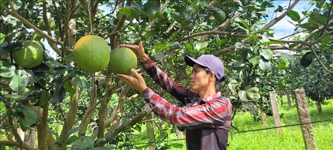 Trong ảnh: Trang trại của gia đình ông Trương Văn Út, phường Hắc Dịch, thị xã Phú Mỹ đã trồng được 4 năm hoàn toàn theo tiêu chuẩn hữu cơ. Ảnh: Hoàng Nhị - TTXVN