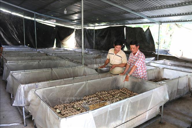 Trong ảnh: Chuồng nuôi dế mèn Thái của ông Huỳnh Văn Ba tại xã Đại Phước, huyện Càng Long, tỉnh Trà Vinh. Ảnh: Thanh Hòa - TTXVN