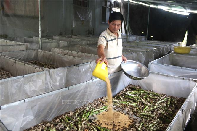 Trong ảnh: Ông Huỳnh Văn Ba cho dế ăn. Ảnh: Thanh Hòa - TTXVN