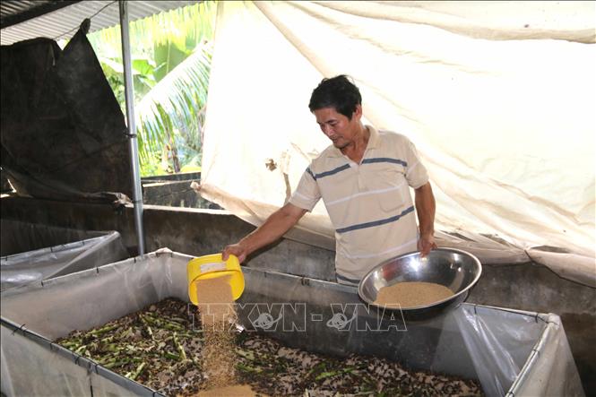Trong ảnh: Ông Huỳnh Văn Ba cho dế ăn. Ảnh: Thanh Hòa - TTXVN