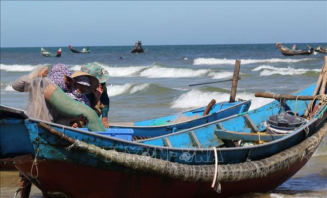 Fishermen return after a trip with a boat full of ruoc. VNA Photo: Nguyên Lý 
