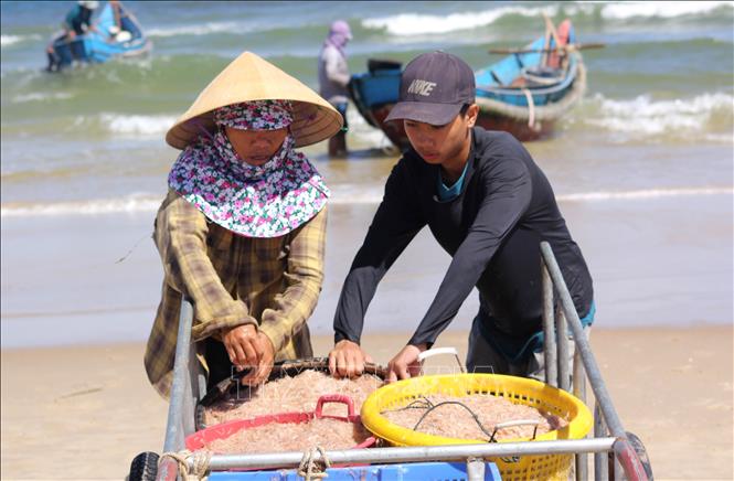 A fisherwoman and a young boy gather ruoc for selling. VNA Photo: Nguyên Lý 
