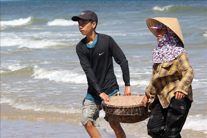 A fisherwoman and a young boy gather ruoc for selling. VNA Photo: Nguyên Lý 