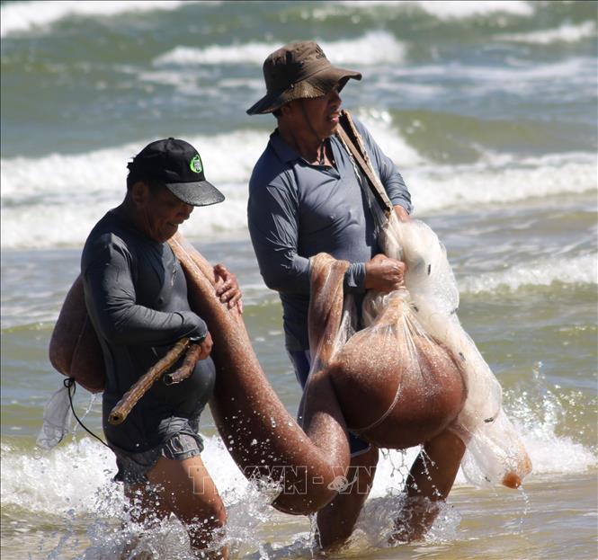 Fishermen bring a thick net of ruoc to shore. VNA Photo: Nguyên Lý 