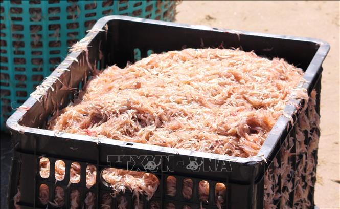 Fresh ruoc harvested by the fishermen. VNA Photo: Nguyên Lý 