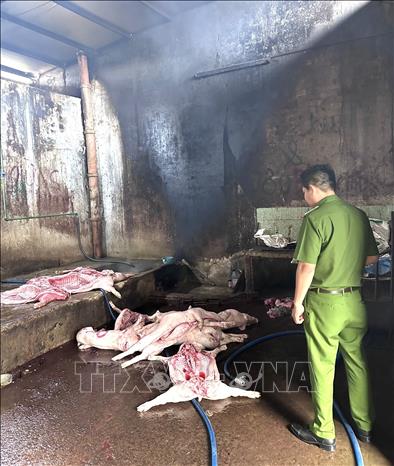 Mơ Bắt Được Lợn - Giải Mã Ý Nghĩa và Điềm Báo Từ Giấc Mơ