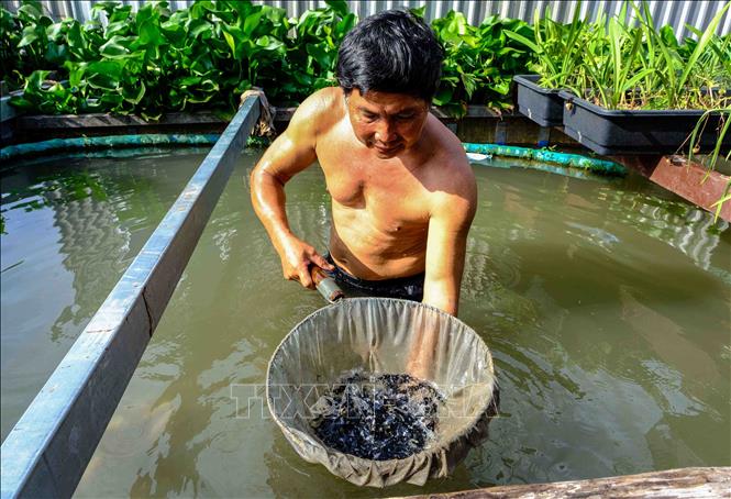 Cần Thơ: Lão nông nuôi giống cá quý hiếm trên sông Hậu - Ảnh thời sự trong nước - Văn hoá & Xã hội - Thông tấn xã Việt Nam (TTXVN)