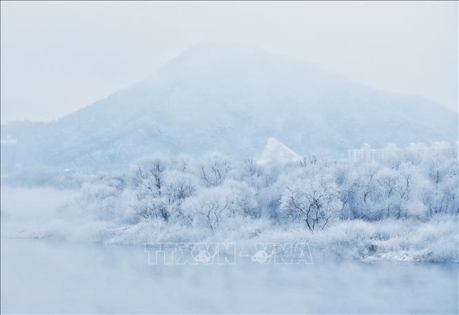 Trong ảnh: Sương giá bao phủ cây cối ở Chuncheon, phía Đông Bắc Seoul, Hàn Quốc, ngày 16/12/2022. Ảnh: YONHAP/TTXVN