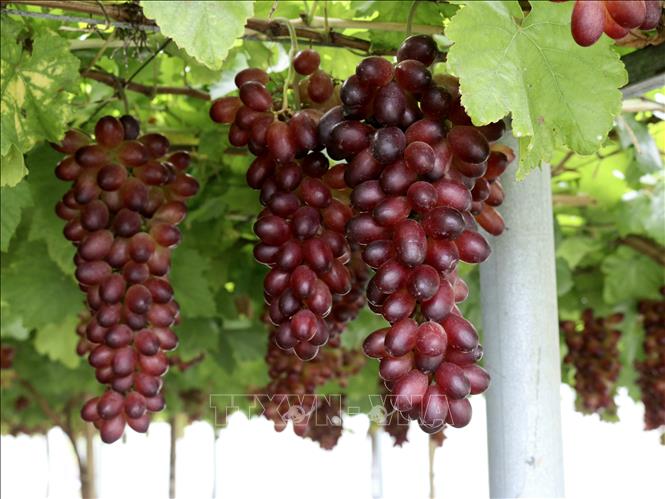 Trong ảnh: Giống nho mới NH01-152 trồng trong nhà màng cho chất lượng quả vượt trội. Ảnh: Nguyễn Thành – TTXVN