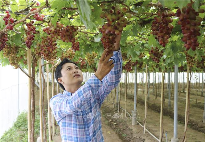 Trong ảnh: Mô hình trồng giống nho mới NH01-152 trong nhà màng của anh Nguyễn Đình Trí (xã Nhơn Sơn, huyện Ninh Sơn). Ảnh: Nguyễn Thành – TTXVN