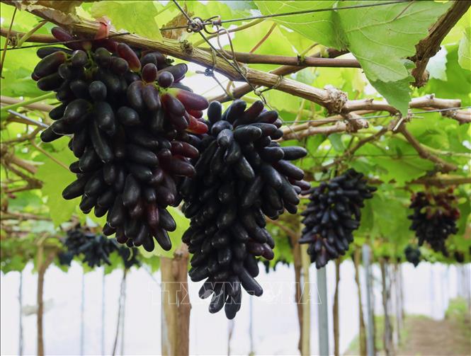 Trong ảnh: Giống nho NH04-102 trồng trong nhà màng có hình dáng, màu sắc quả rất bắt mắt. Ảnh: Nguyễn Thành – TTXVN
