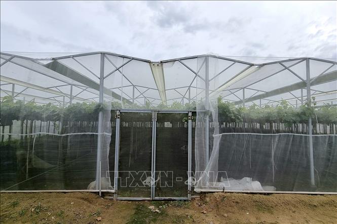 Trong ảnh: Chi phí đầu tư 1 sào (1.000 m2) nhà màng khoảng 250 triệu đồng, sẽ giúp giảm những yếu tố bất lợi của thời tiết. Ảnh: Nguyễn Thành – TTXVN