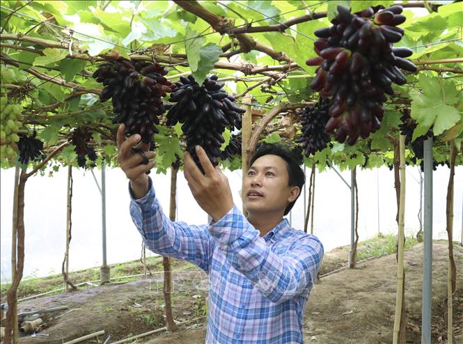 Trong ảnh: Anh Nguyễn Đình Trí (xã Nhơn Sơn, huyện Ninh Sơn) là một trong những người đầu tiên ở Ninh Thuận trồng thành công giống nho NH04-102 (nho Ngón tay đen) trong nhà màng. Ảnh: Nguyễn Thành – TTXVN
