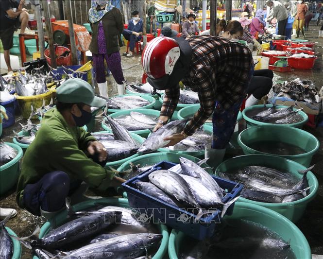 A corner of the Dong Hai fishing port in Phan Rang-Thap Cham city, Ninh Thuan province. VNA Photo: Nguyễn Thành