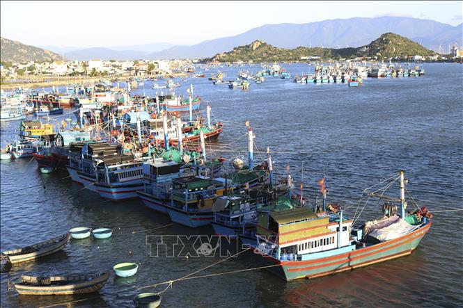 Fishing ships in Dong Hai port, Ninh Thuan province. VNA Photo: Nguyễn Thành