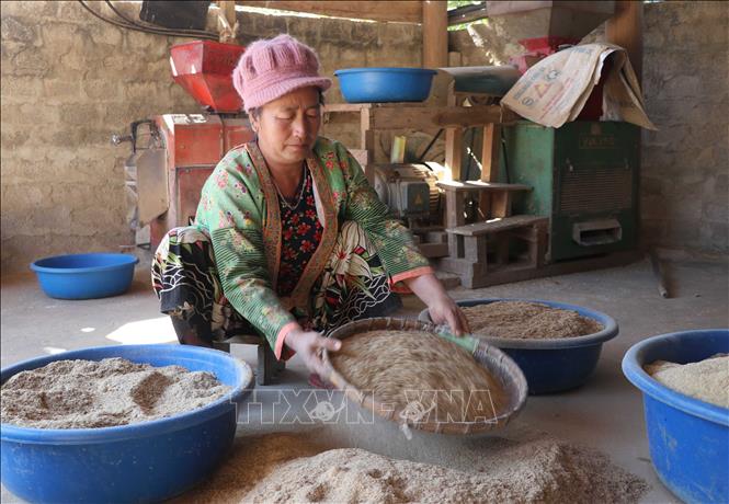 Trong ảnh: Người dân bản Na Côm (xã Hẹ Muông, huyện Điện Biên, tỉnh Điện Biên) sàng, lấy cám bột phục vụ chăn nuôi. Ảnh: Xuân Tiến – TTXVN 