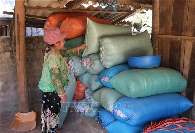 Trong ảnh: Người phụ nữ Mông bên những bao lúa của gia đình thu hoạch được sau một vụ. Ảnh: Xuân Tiến – TTXVN 