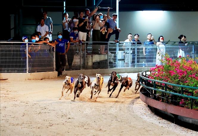 While the dogs are running, people in the stands shout and encourage their favorite dogs. VNA Photo: Hồng Đạt 