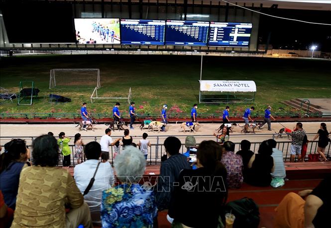 The trainers take the dogs to the track. VNA Photo: Hồng Đạt 
