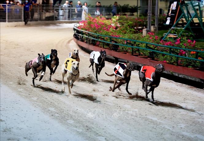 The dogs run at a speed of about 60hm/hour, faster than the speed of a track-and-field athlete. VNA Photo: Hồng Đạt 