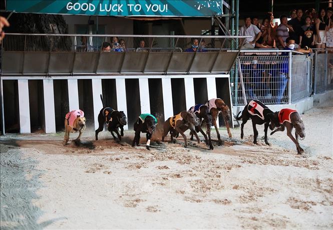 Dog racing is usually held on Saturdays so it is convenient for tourists to watch during their visit to Vung Tau. VNA Photo: Hồng Đạt