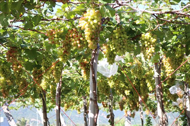 Grape is 4-star OCOP of the Thai An General Agriculture Service Cooperative in Ninh Hai district. VNA Photo: Nguyễn Thành