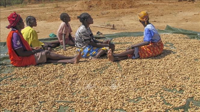 Trong ảnh: Người dân phơi lạc tại Lokichar, Kenya. Ảnh: THX/TTXVN