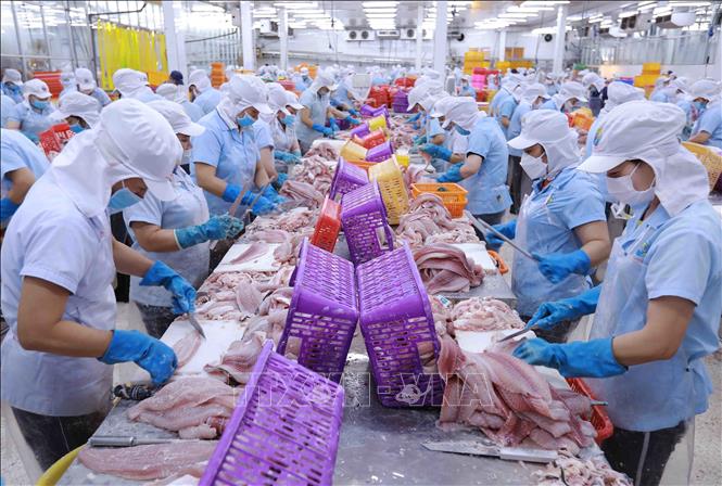 Vietnam’s tra fish export value expected to reach 2.4 billion USD this ...