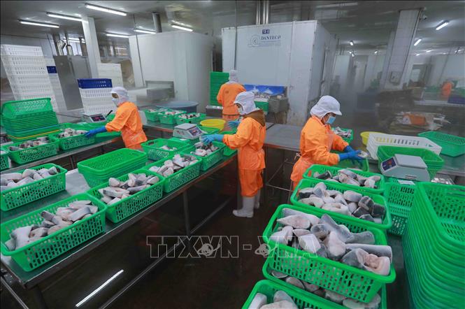 Processing tra fish for export of the Nam Viet JSC (NAVICO) in Long Xuyen city, the Mekong Delta province of An Giang. VNA Photo: Vũ Sinh