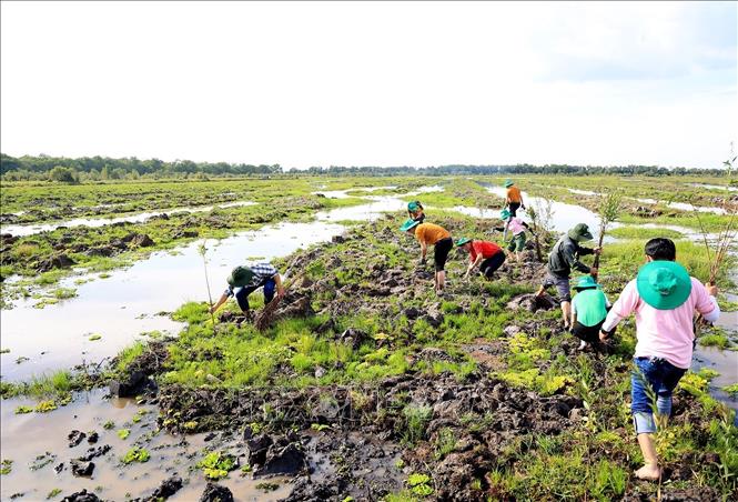Trong ảnh: Trồng tràm trong khu bảo tồn đất ngập nước Láng Sen, xã Vĩnh Lợi (Tân Hưng, Long An). Ảnh: Hồng Đạt - TTXVN
