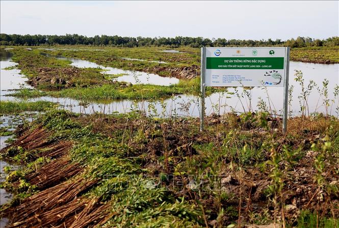 Trong ảnh: Sự án trồng rừng đặc dụng tại khu bảo tồn đất ngập nước Láng Sen, xã Vĩnh Lợi (Tân Hưng, Long An). Ảnh: Hồng Đạt - TTXVN
