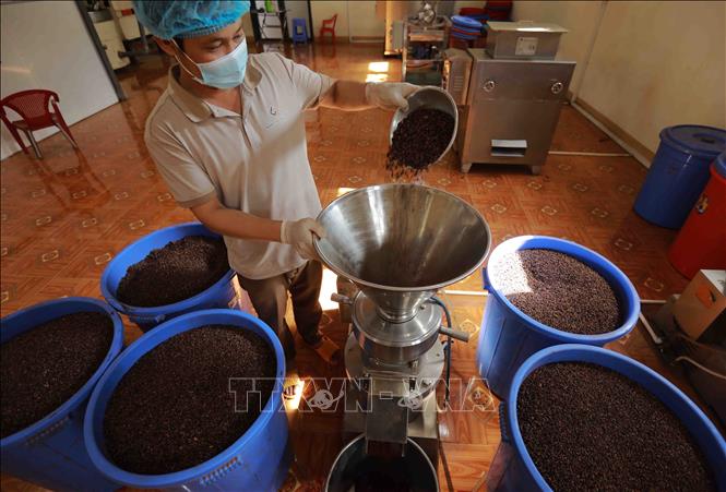 Preparing cocoa powder in Nam Truong Son cocoa Co. Ltd, Krong Ana district. VNA Photo: Vũ Sinh 