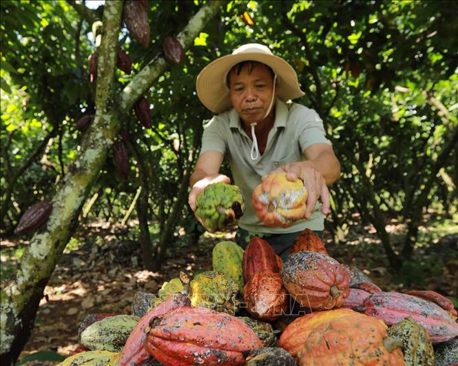Farmer Nguyen Van Sy harvests 1.5 tonnes of cocoa pods each year, providing raw supply for Nam Truong Son cocoa Co. Ltd. VNA Photo: Vũ Sinh 