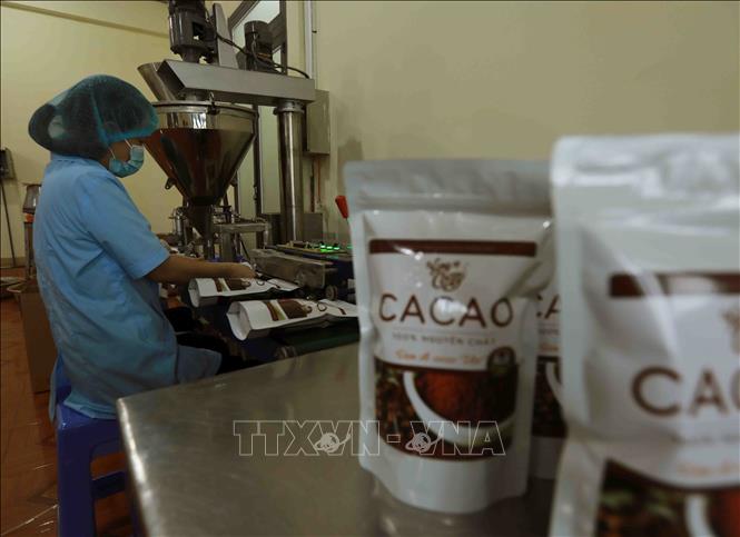 Cocoa powder is being packaged at Nam Truong Son cocoa Co. Ltd. VNA Photo: Vũ Sinh 