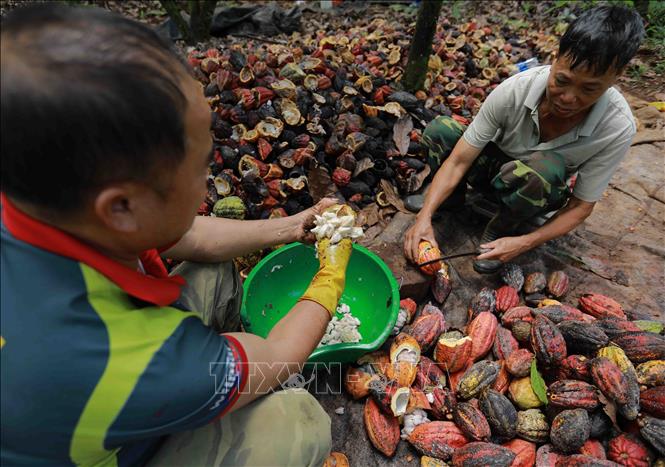Farmer Nguyen Van Sy harvests 1.5 tonnes of cocoa pods each year, providing raw supply for Nam Truong Son cocoa Co. Ltd. VNA Photo: Vũ Sinh 