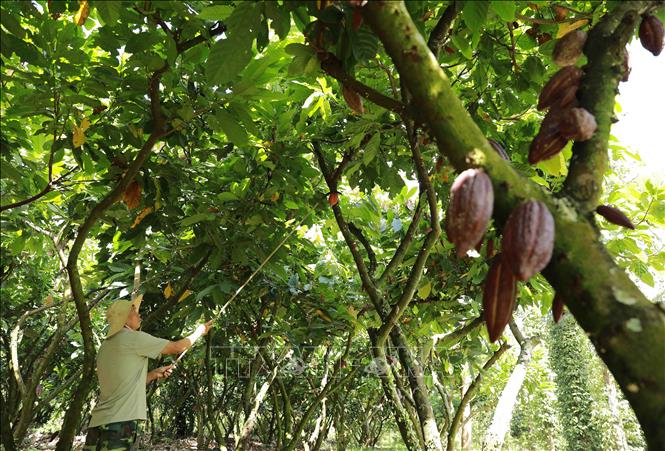 Farmer Nguyen Van Sy harvests 1.5 tonnes of cocoa pods each year, providing raw supply for Nam Truong Son cocoa Co. Ltd. VNA Photo: Vũ Sinh 