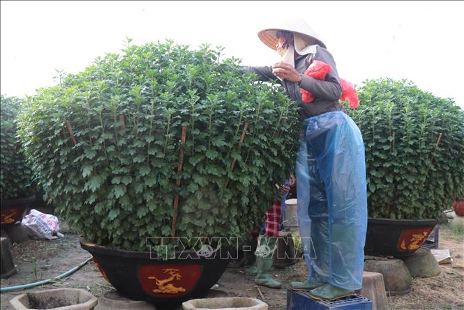 Trong ảnh: Người dân Nghĩa Hiệp chăm sóc cúc vụ Tết. Ảnh: Phạm Cường-TTXVN
