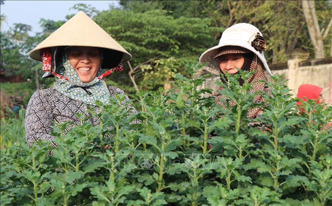 Trong ảnh: Giá hoa cúc được thương lái đặt mua cao hơn 30.000 đồng/chậu so với năm trước, nên người trồng hoa rất phấn khởi. Ảnh: Phạm Cường-TTXVN