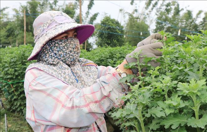 Trong ảnh: Người dân Nghĩa Hiệp chăm sóc cúc vụ Tết. Ảnh: Phạm Cường-TTXVN