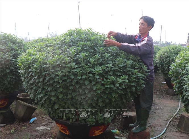 Trong ảnh: 1.000 chậu cúc của ông Trương Minh Đức (thôn Hải Môn, xã Nghĩa Hiệp) đã được thương lái đặt hàng. Ảnh: Phạm Cường-TTXVN