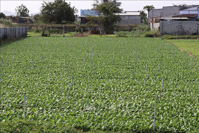 Ninh Thuận: Đẩy mạnh sản xuất rau, củ, quả phục vụ Tết Nguyên đán Quý ...