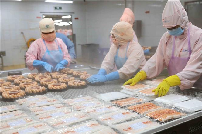Processing shrimp for export at the Minh Phu Seafood Corp's factory. VNA Photo: Vũ Sinh