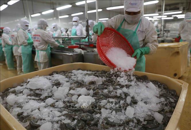 Processing shrimp for export at the Minh Phu Seafood Corp's factory. VNA Photo: Vũ Sinh