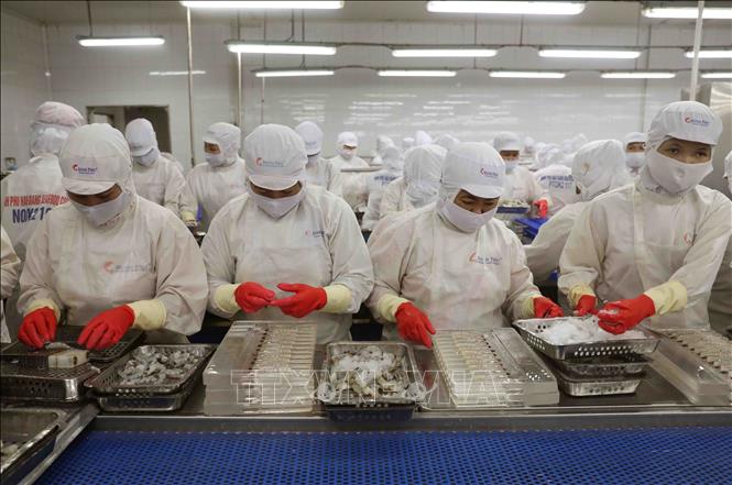 Processing shrimp for export at the Minh Phu Seafood Corp's factory. VNA Photo: Vũ Sinh