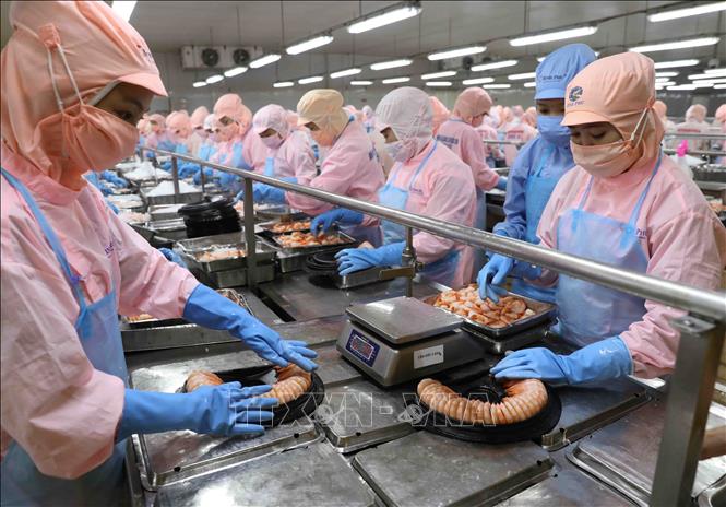 Processing shrimp for export at the Minh Phu Seafood Corp's factory. VNA Photo: Vũ Sinh