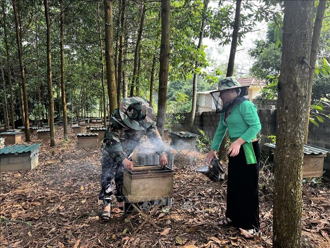 Trong ảnh: Quy trình kiểm tra ong định kỳ của Hợp tác xã Green Life. Ảnh: Vũ Hà- TTXVN