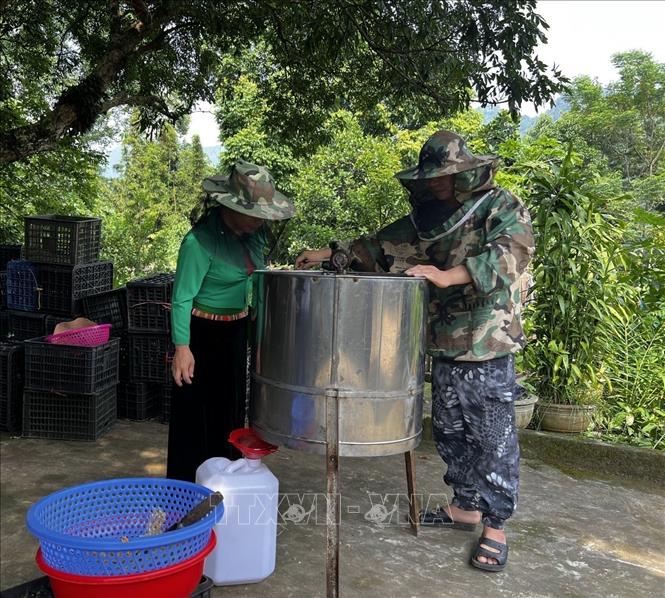 Trong ảnh: Thành viên HTX Green Life thực hiện quy trình quay lấy mật đảm bảo tiêu chuẩn OCOP. Ảnh: Vũ Hà- TTXVN